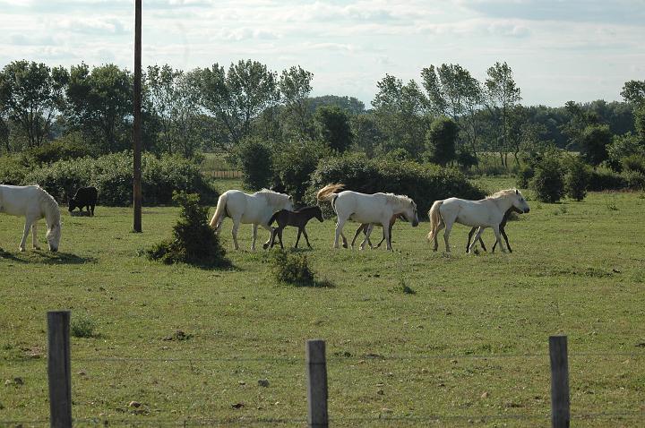 camargue (20)